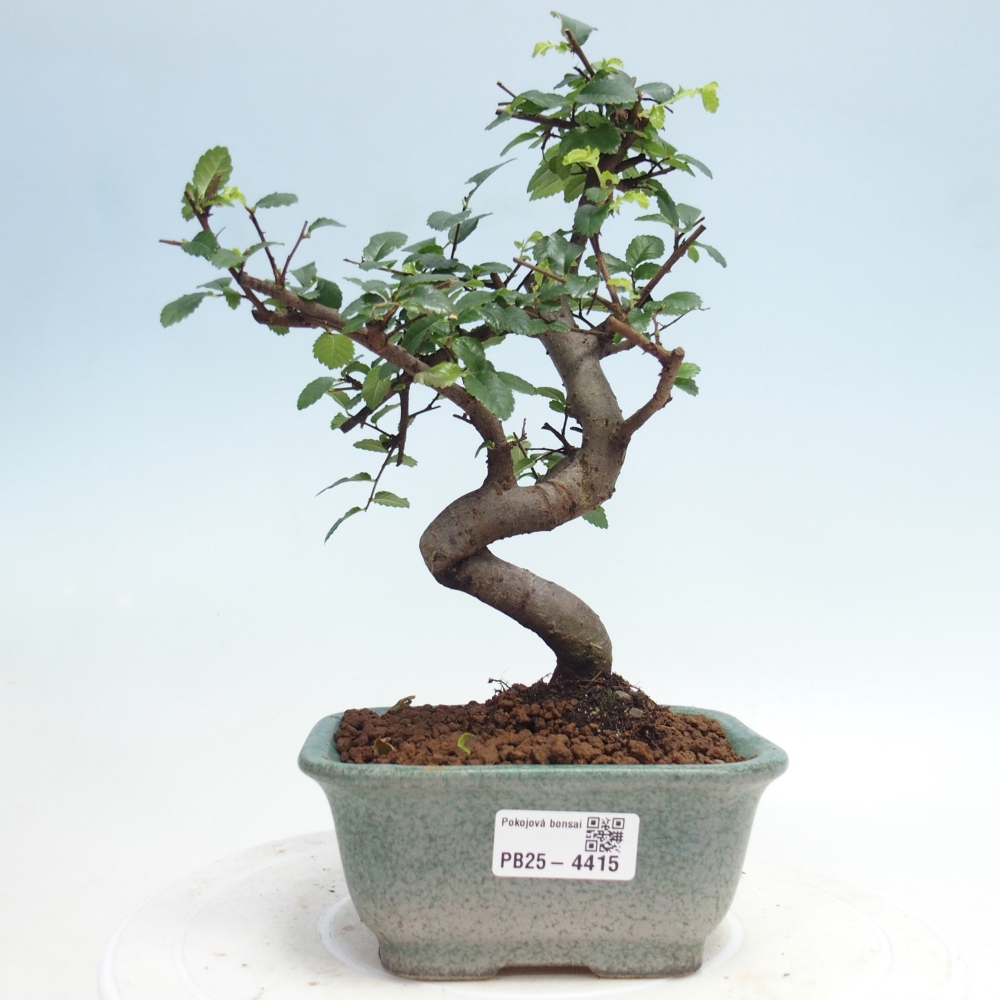 Zimmerbonsai - Ulmus parvifolia - Kleinblättrige Ulme