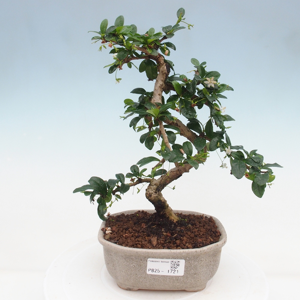 Zimmerbonsai - Carmona Macrophylla - Fuki-Tee