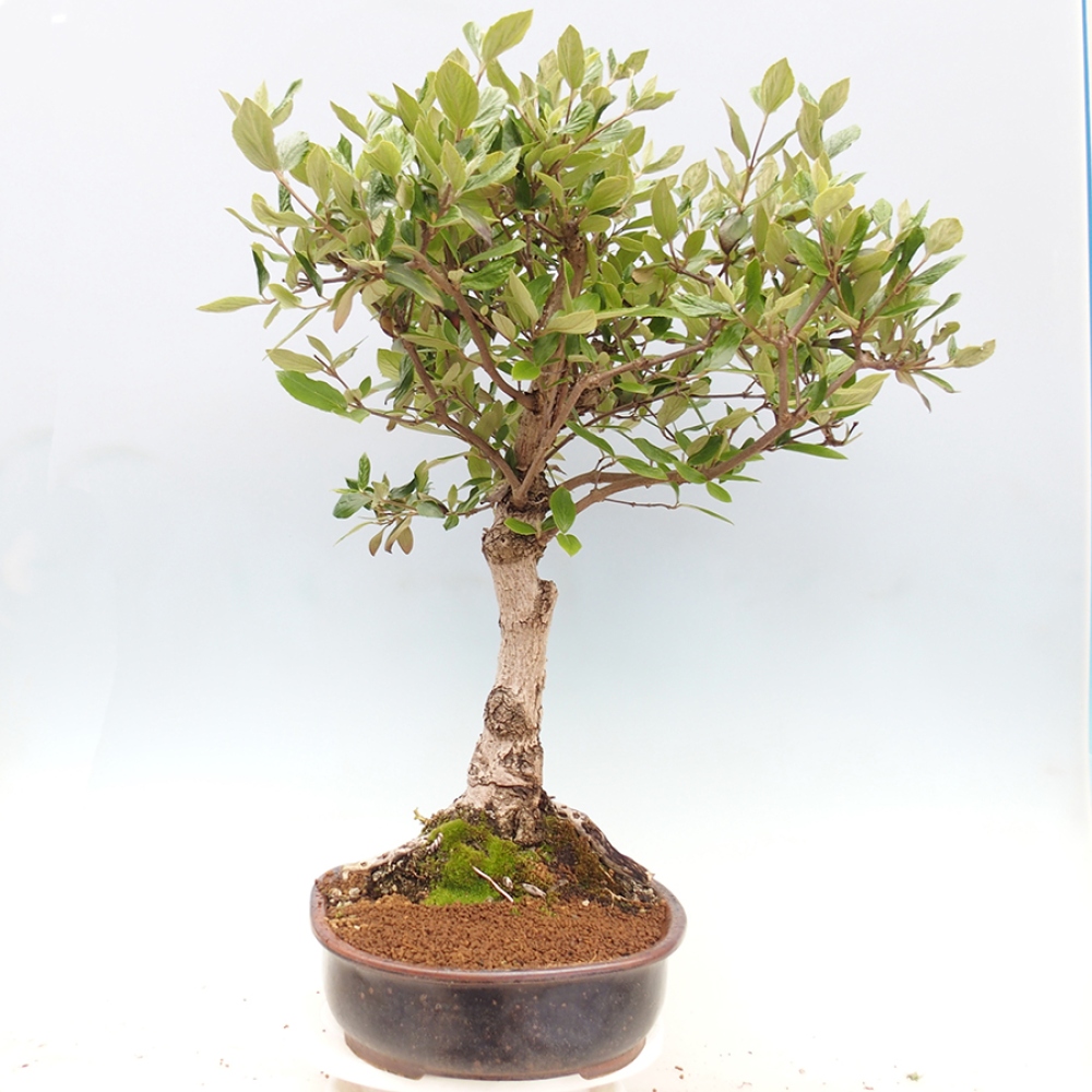 Outdoor-Bonsai-Kalina Bodnanská - Viburum carlesii