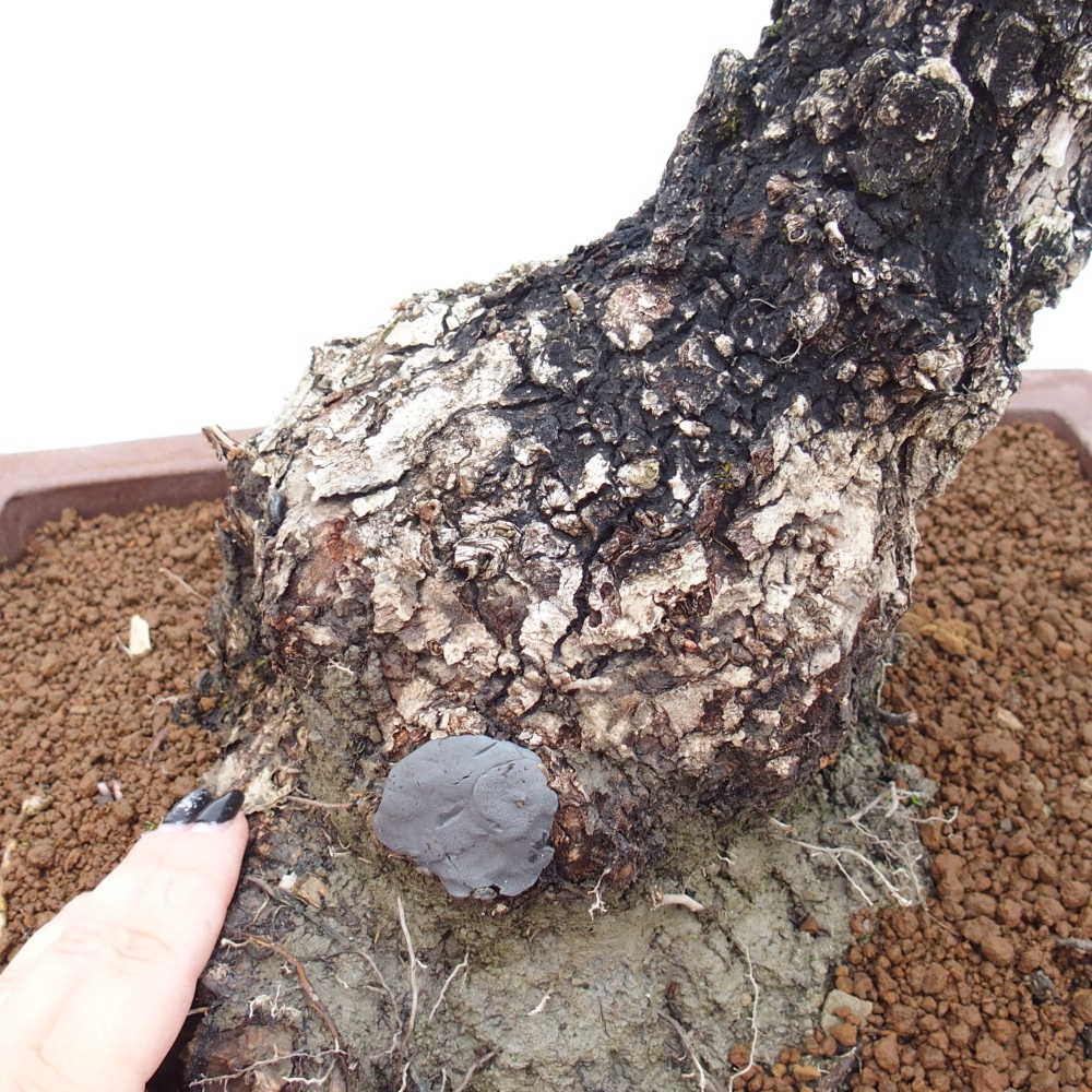 Yamadori - Quercus Ilex - Steineiche