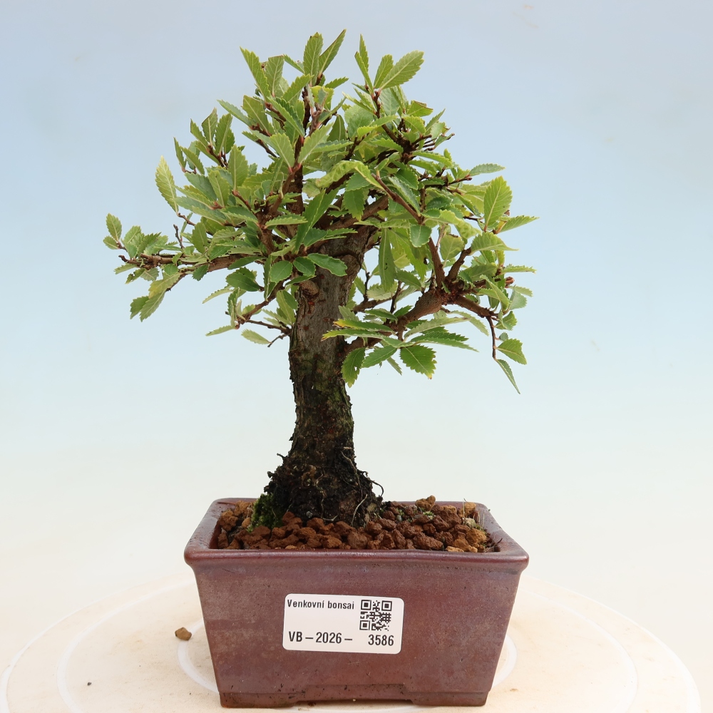 Bonsai für draußen - Zelkova - Zelkova NIRE