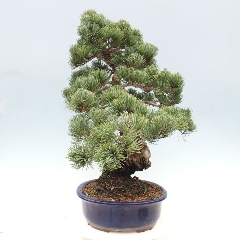 Bonsai im Freien - Pinus parviflora - kleine Kiefer