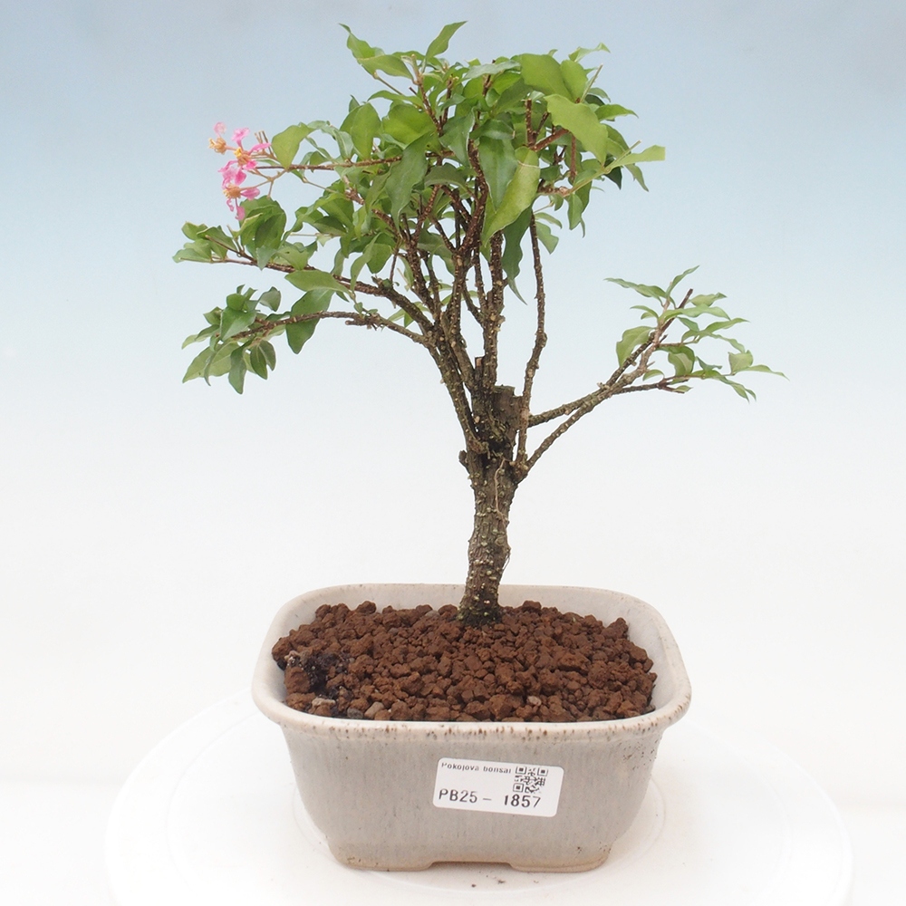 Zimmerbonsai - Malpighia coccigera - Barbdor-Kirsche