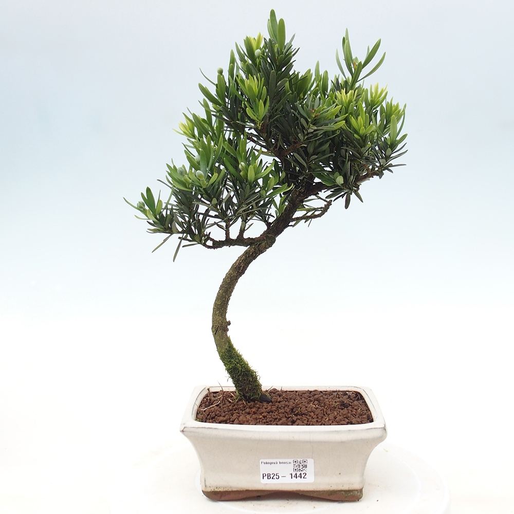 Indoor-Bonsai - Podocarpus - Stein tausend