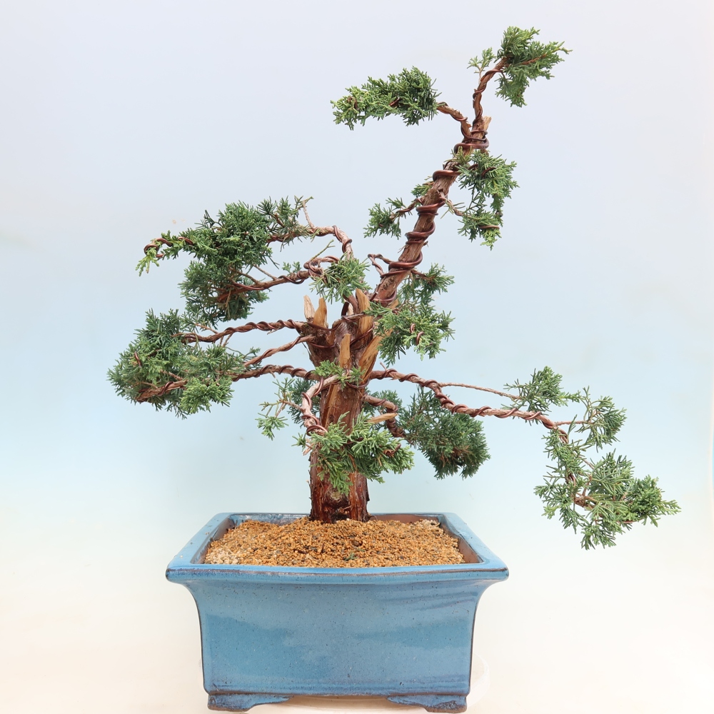 Bonsai für draußen - Juniperus chinensis Kishu
