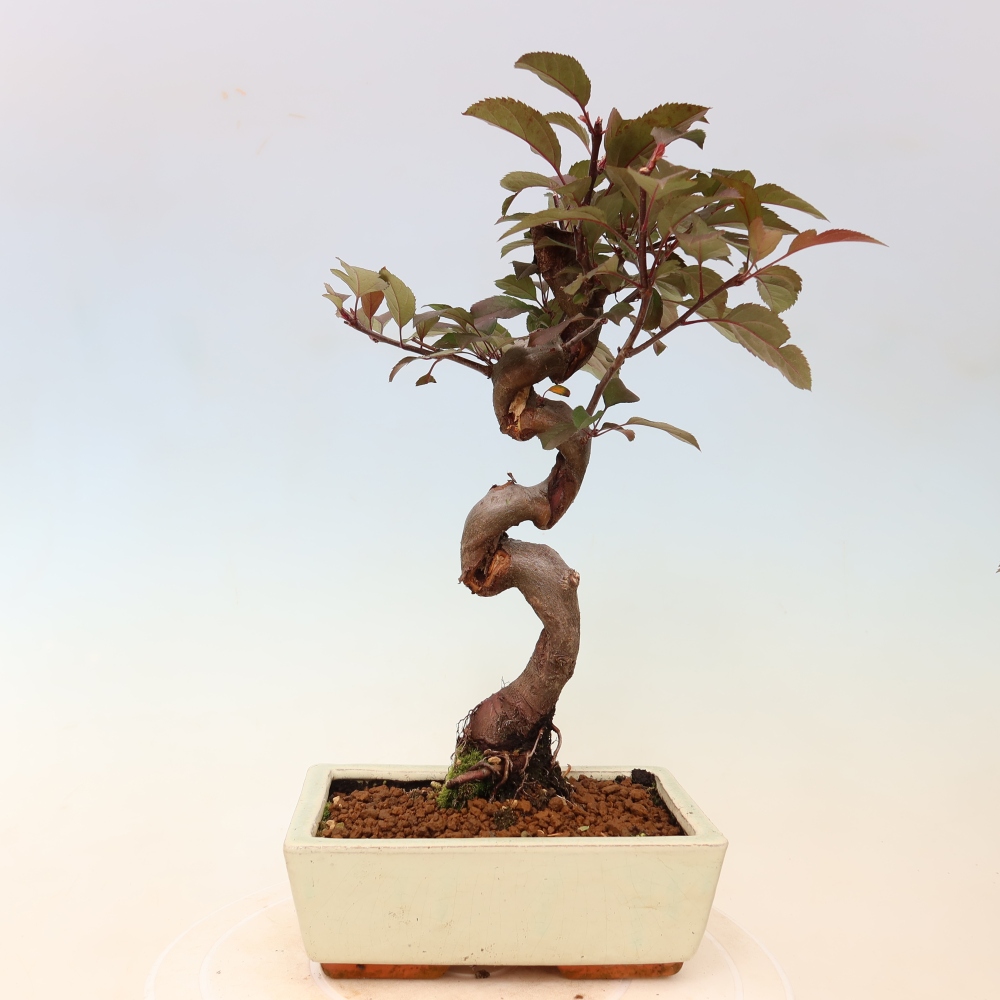 Outdoor-Bonsai -Malus domestica - Kleinfrüchtiger rotblättriger Apfelbaum