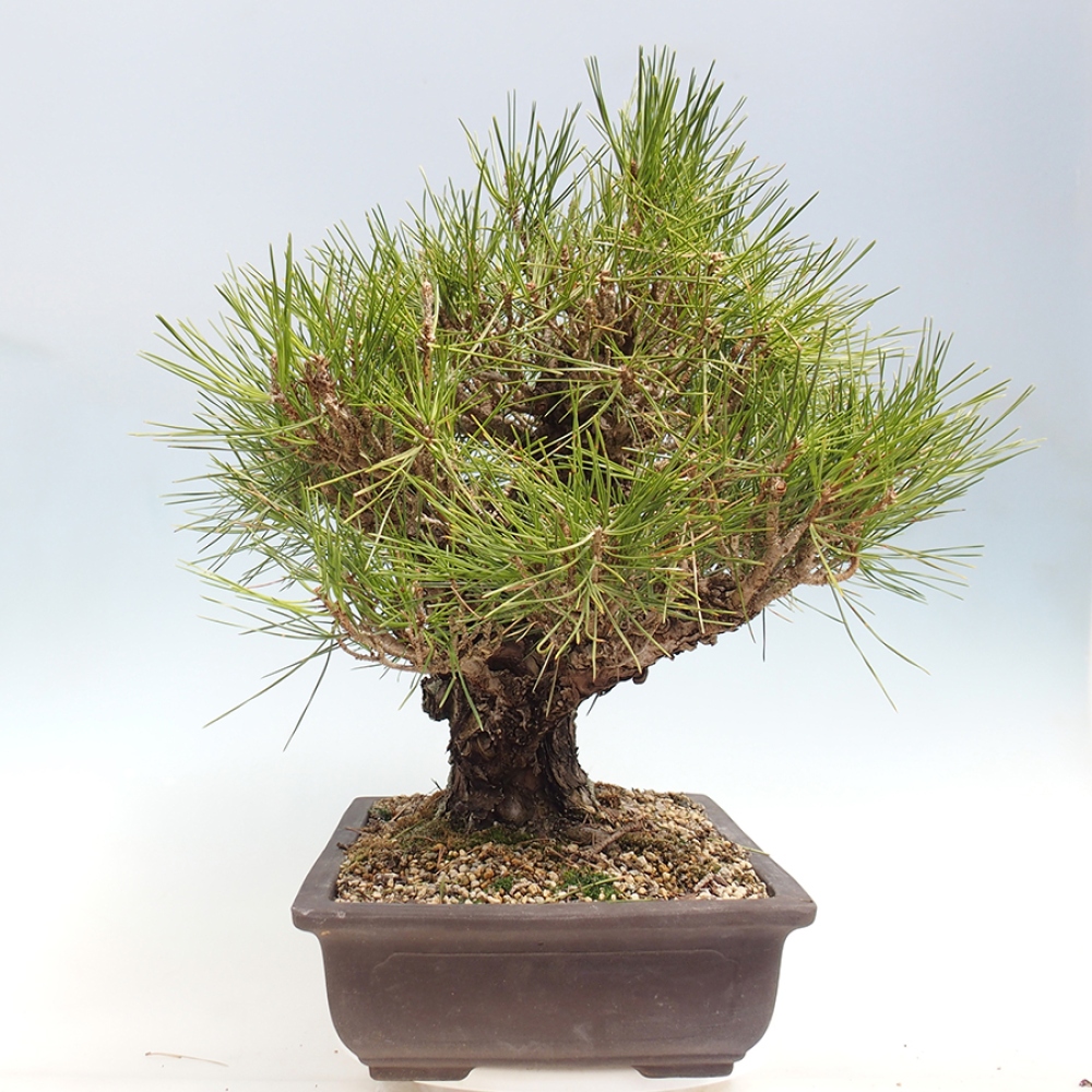 Bonsai für draußen - Pinus thunbergii - Thunberg-Kiefer