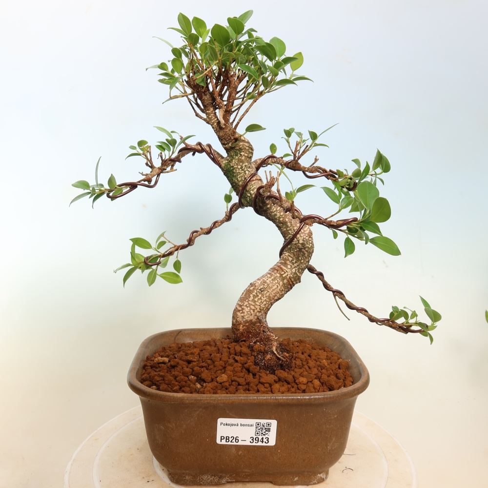 Zimmerbonsai - Ficus kimmen - Kleinblättriger Ficus