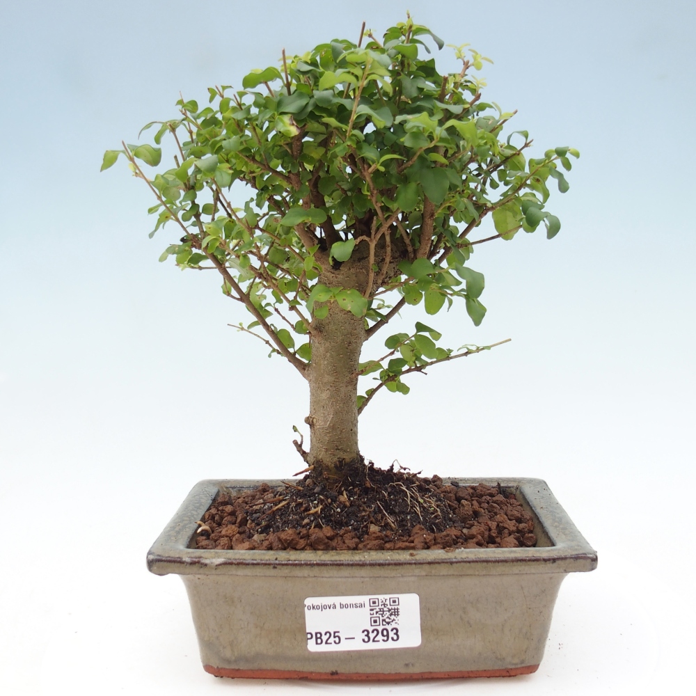 Zimmer Bonsai -Ligustrum chinensis - Vogelschnabel
