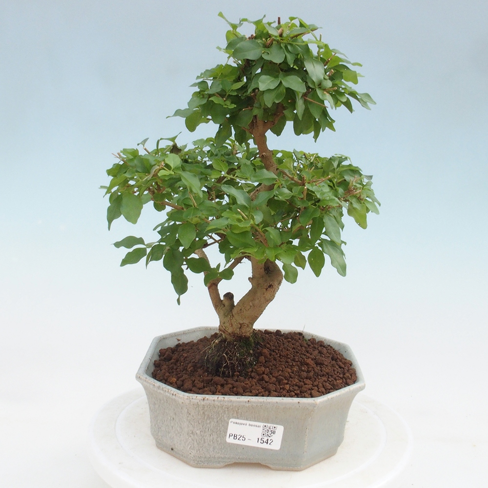 Indoor Bonsai -Ligustrum chinensis - Vogelschnabel
