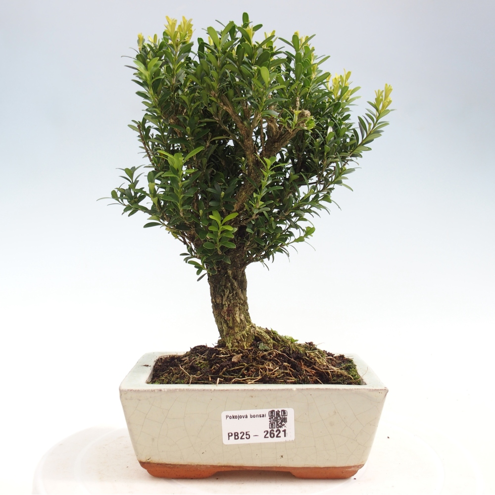 Zimmer Bonsai - Buxus harlandii - Kork Buchsbaum