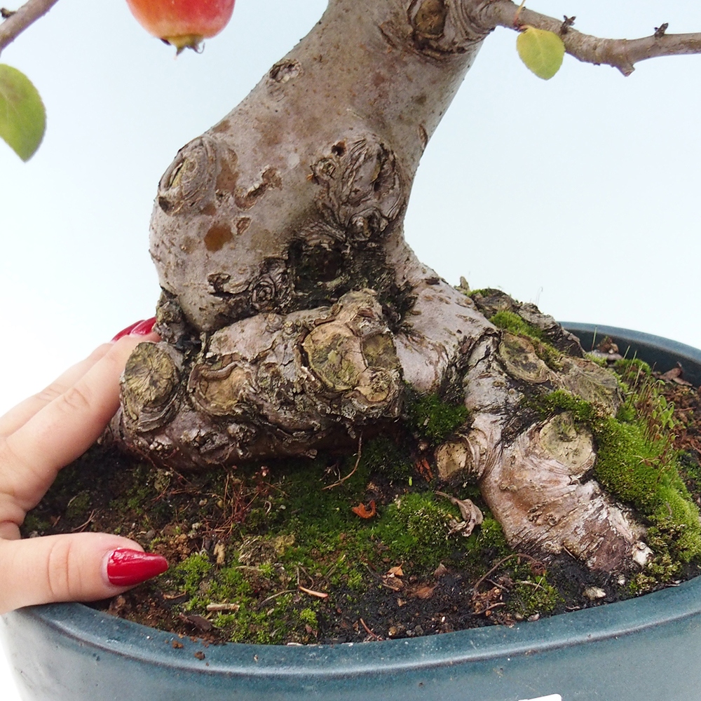 Bonsai im Freien - Malus halliana - Kleinfruchtiger Apfelbaum