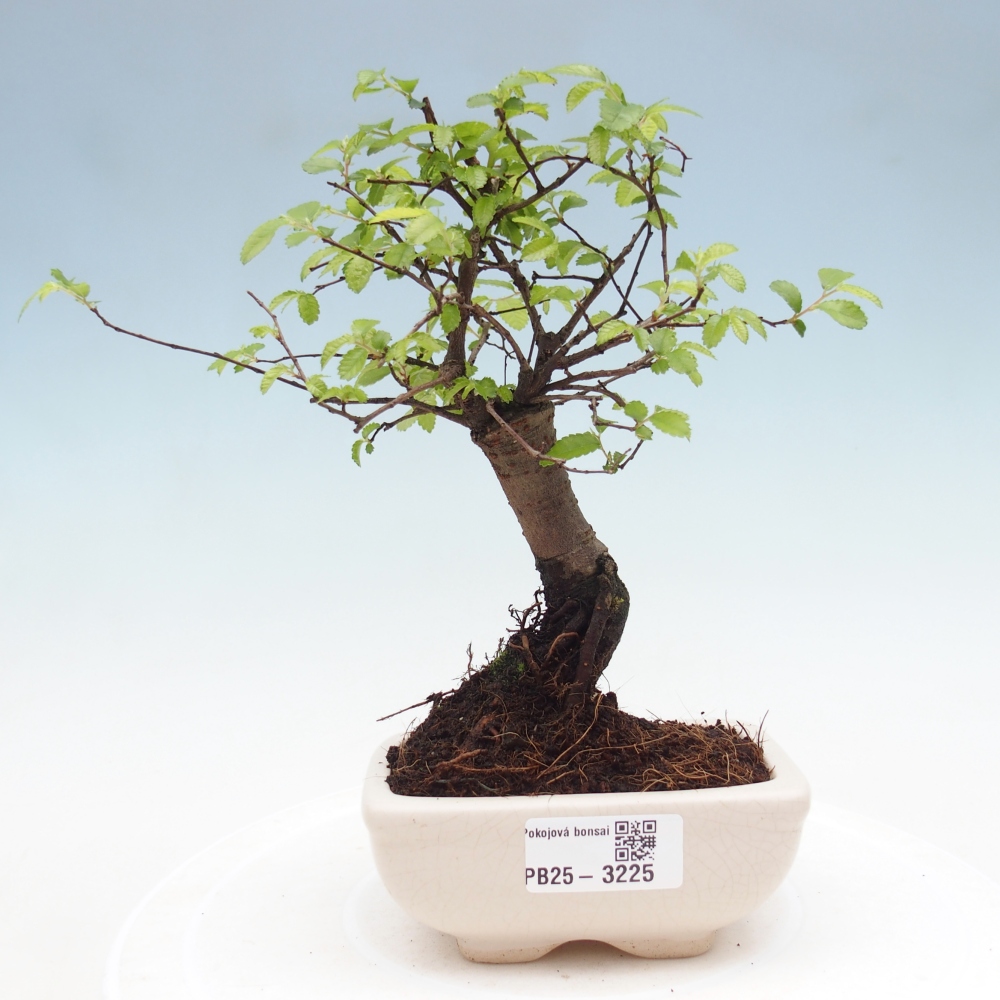 Zimmerbonsai - Ulmus parvifolia - Kleinblättrige Ulme