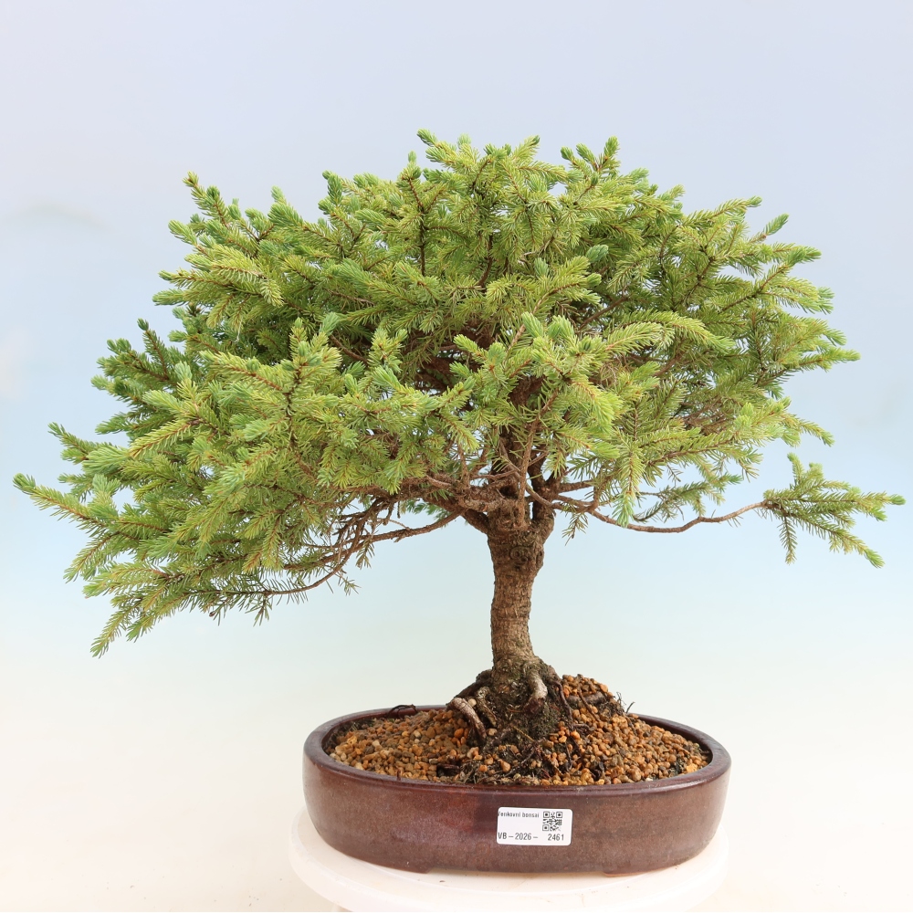 Bonsai für den Außenbereich – Picea glauca Echiniformis – Graufichte