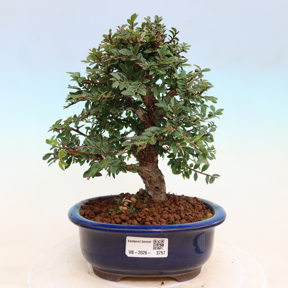 Bonsai für draußen - Zelkova - Zelkova NIRE