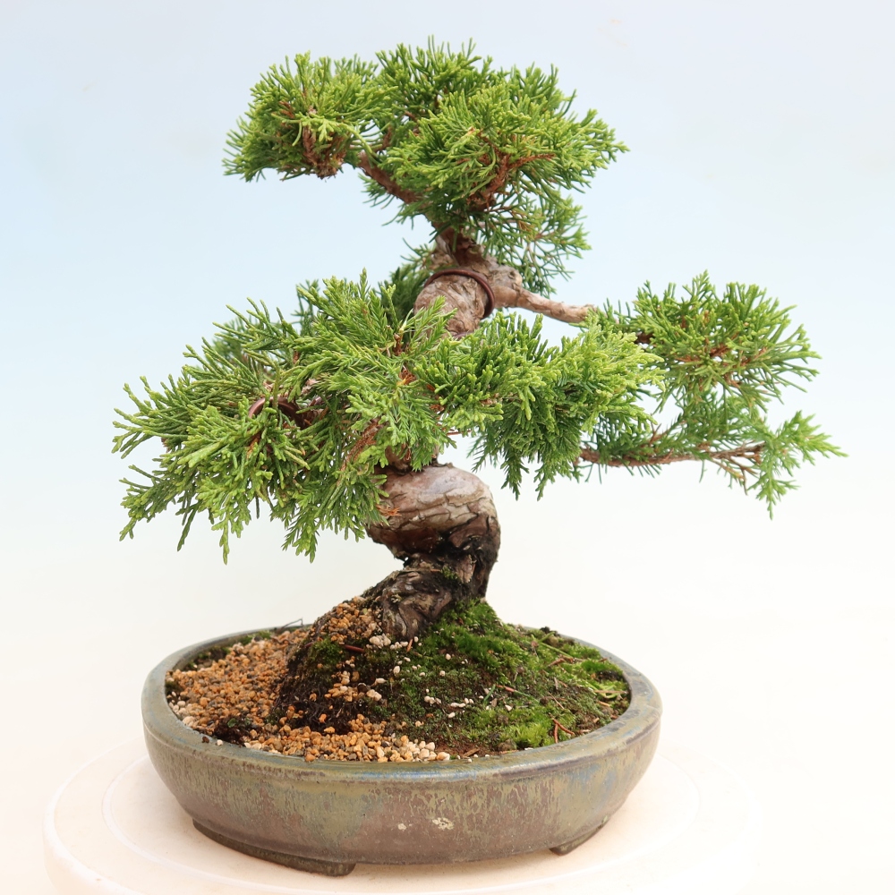 Bonsai für draußen - Juniperus chinensis Itoigawa-Juniperus chinensis