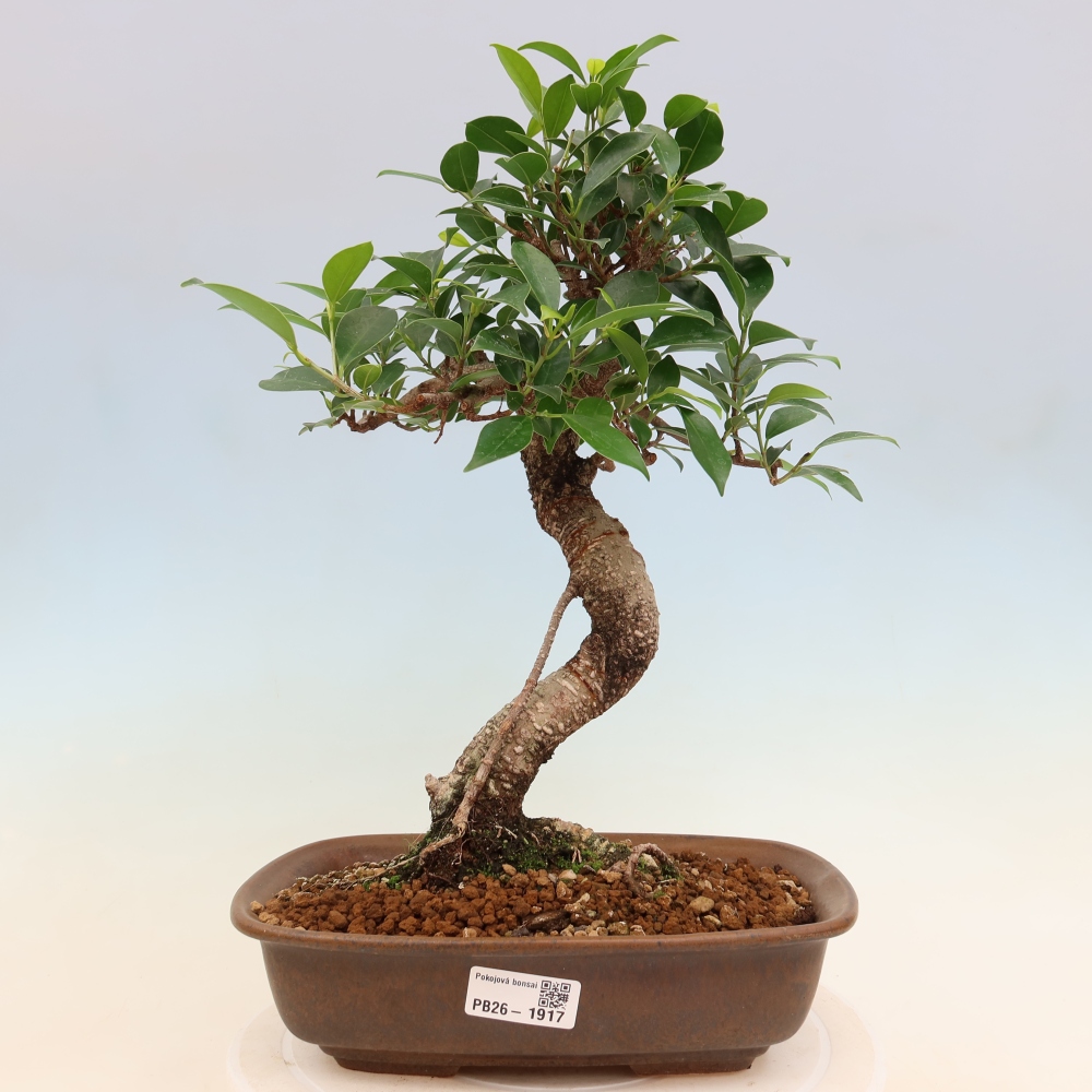 Zimmerbonsai - Ficus kimmen - Kleinblättriger Ficus