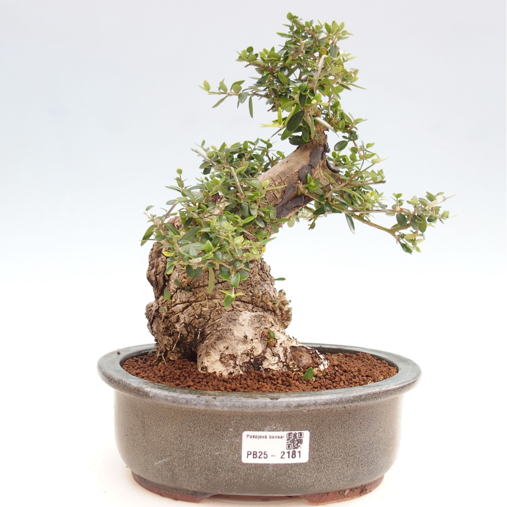 Indoor-Bonsai - Olea europaea sylvestris - Europäisches kleinblättriges Olivenöl