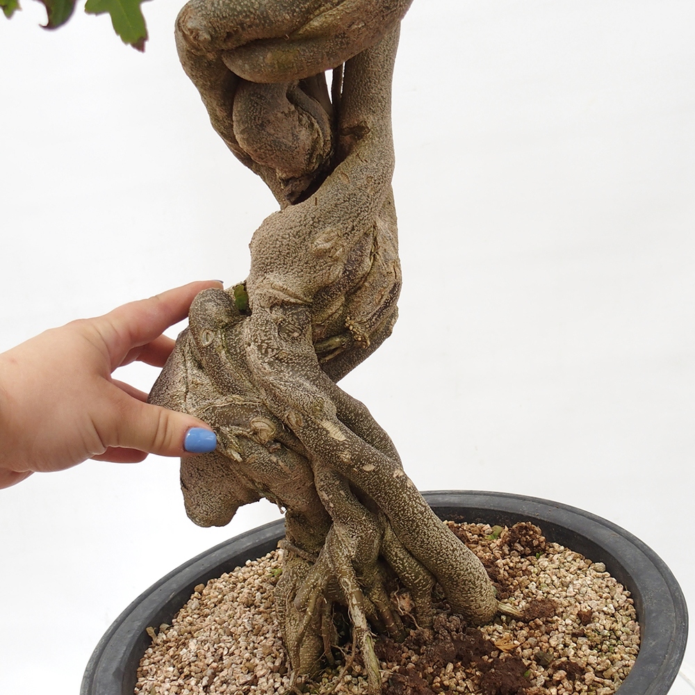 Bonsai im Freien - Ahorn Buergerianum - Burger Maple