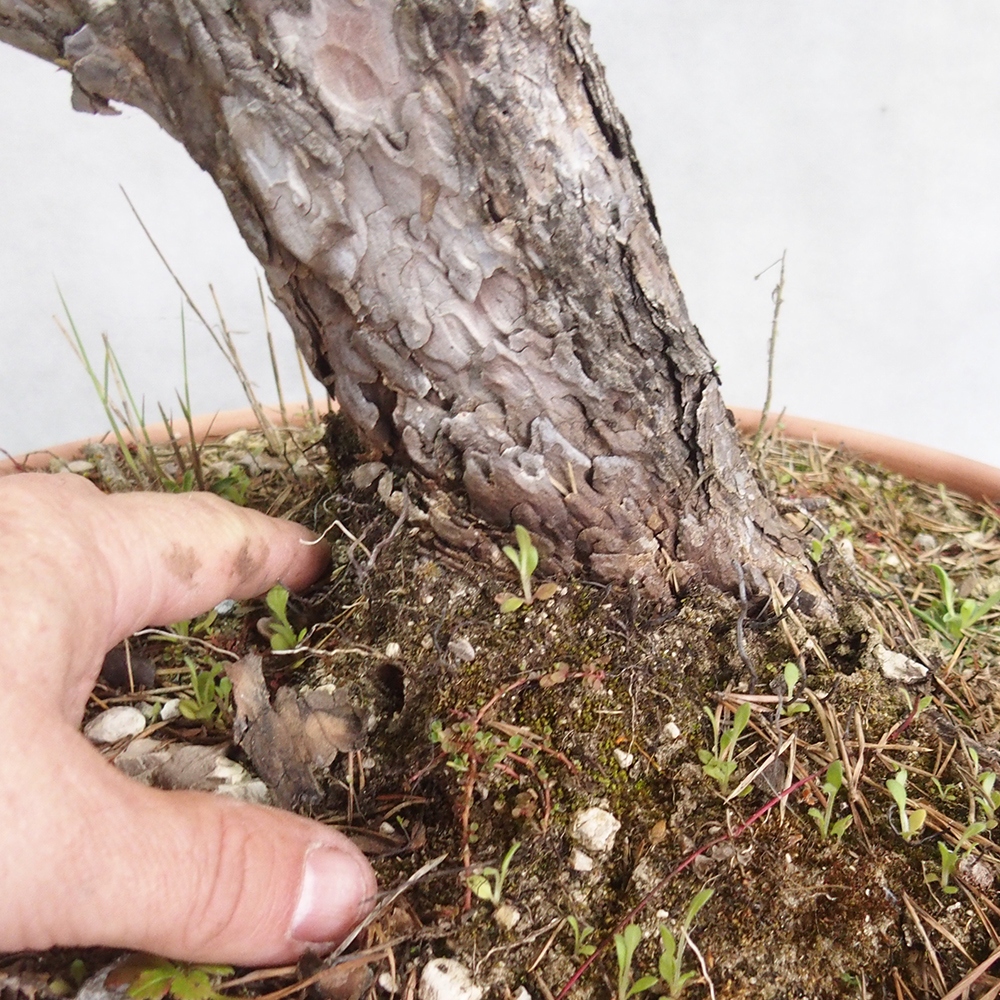 Yamadori - Pinus sylvestris 