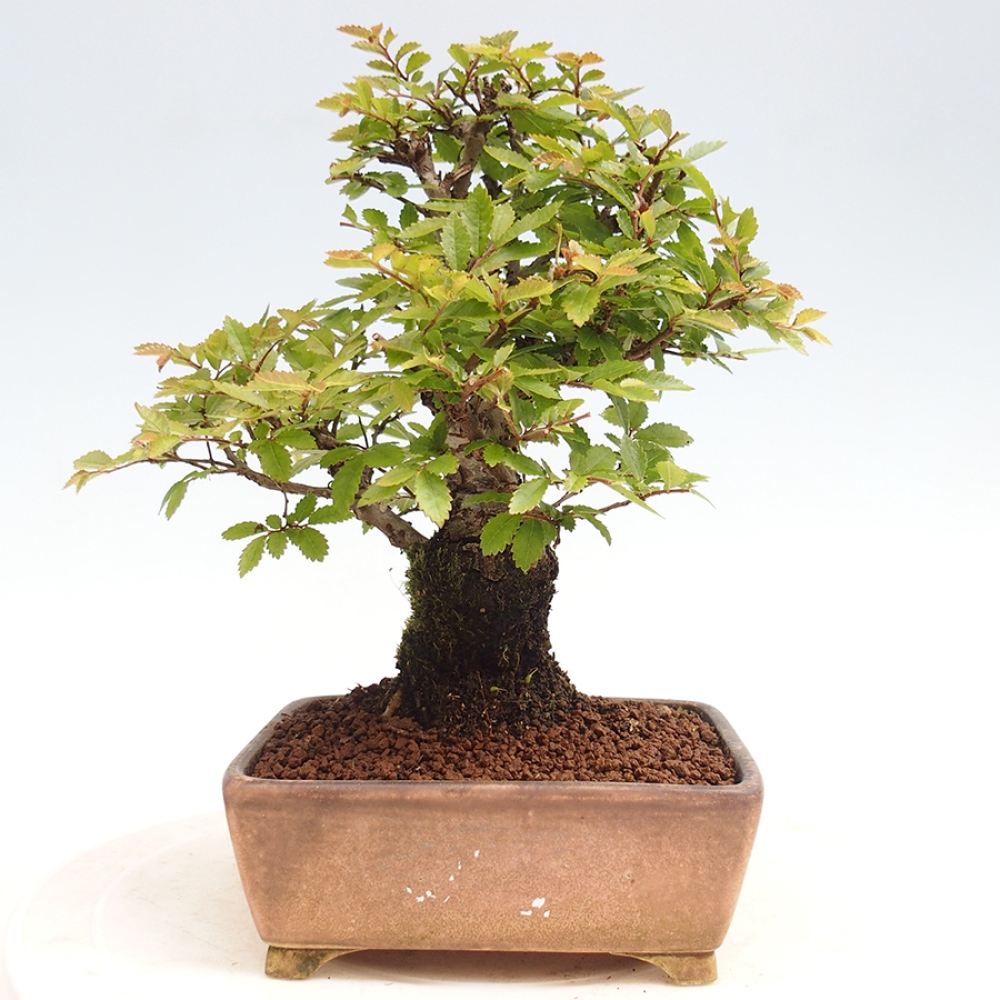Bonsai im Freien - Zelkova - Zelkova NIRE