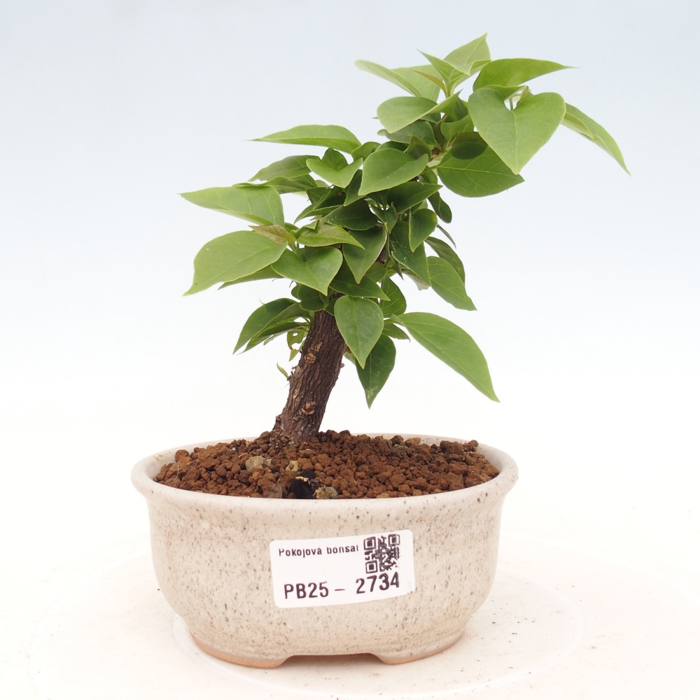 Indoor Bonsai - Bouganwilea