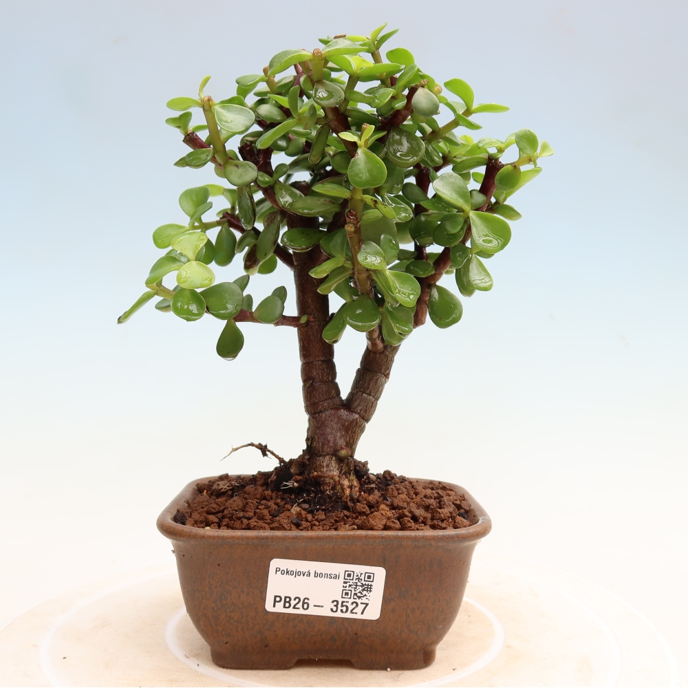 Zimmer Bonsai - Portulakaria Afra - Tlustice