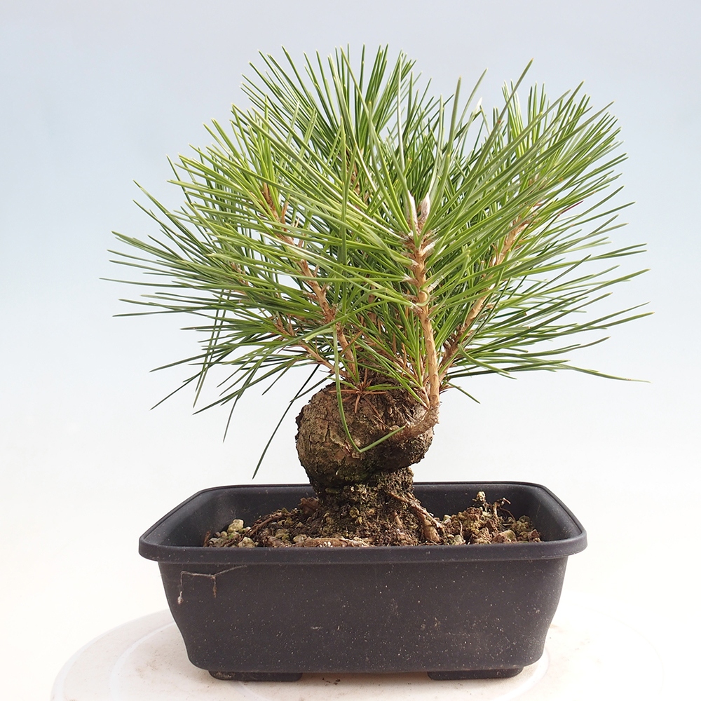 Bonsai für draußen - Pinus thunbergii - Thunberg-Kiefer