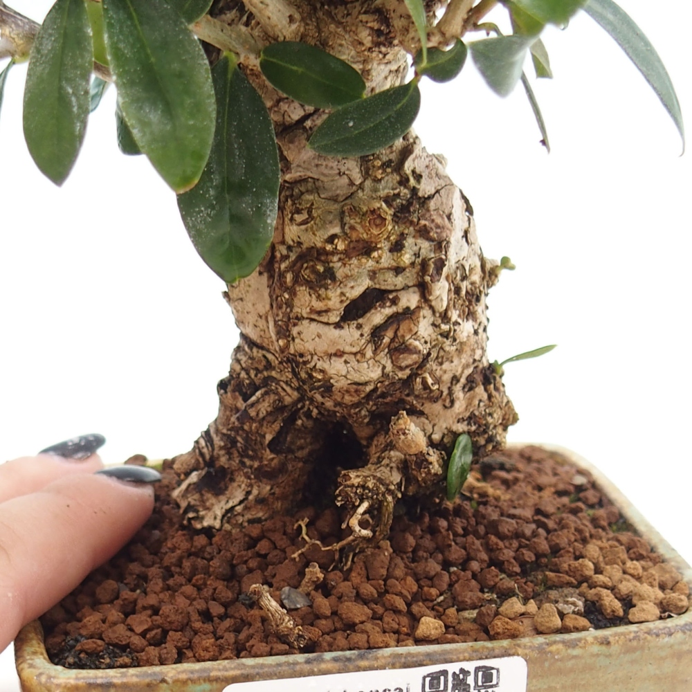 Indoor-Bonsai - Olea europaea sylvestris - Europäisches kleinblättriges Olivenöl