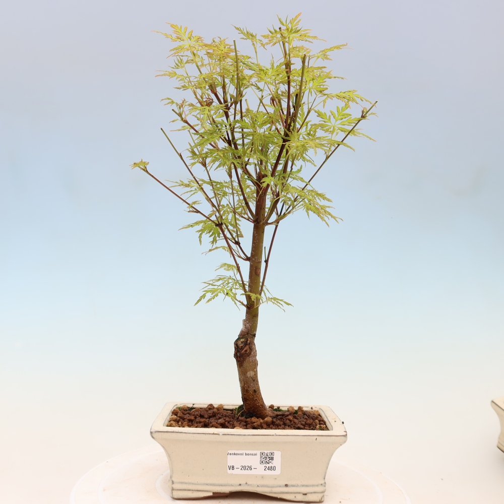 Bonsai für draußen - Acer palmatum Dissectum