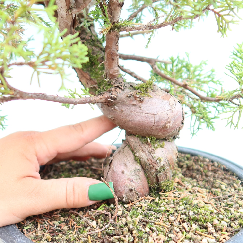 Bonsai für draußen - Juniperus chinensis Itoigawa-Juniperus chinensis