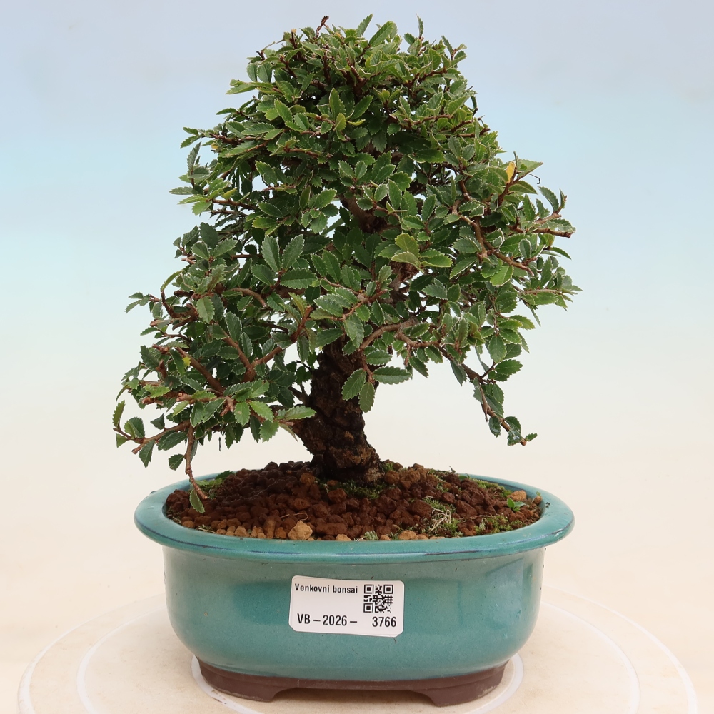 Bonsai für draußen - Zelkova - Zelkova NIRE