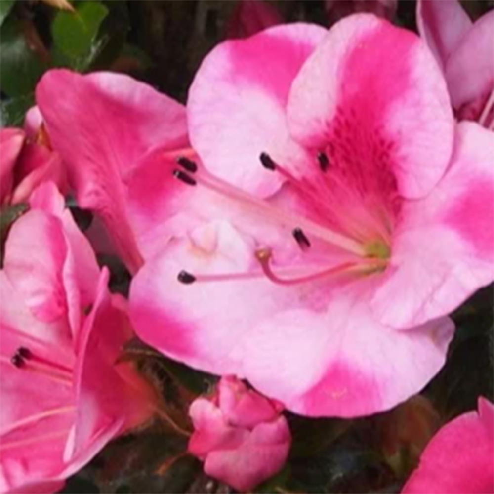 Bonsai für draußen - Japanische Azalee - Azalea Kobai