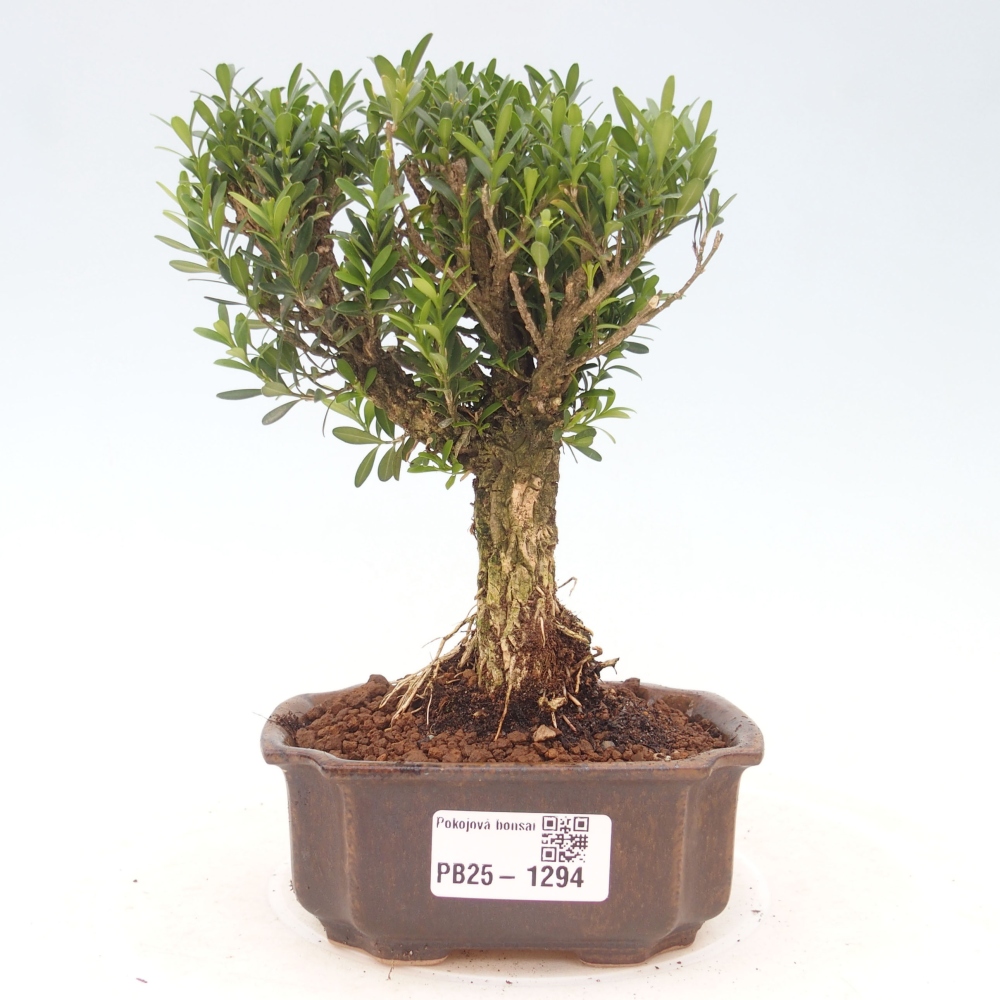 Zimmerbonsai - Buxus harlandii - Korkbuchsbaum