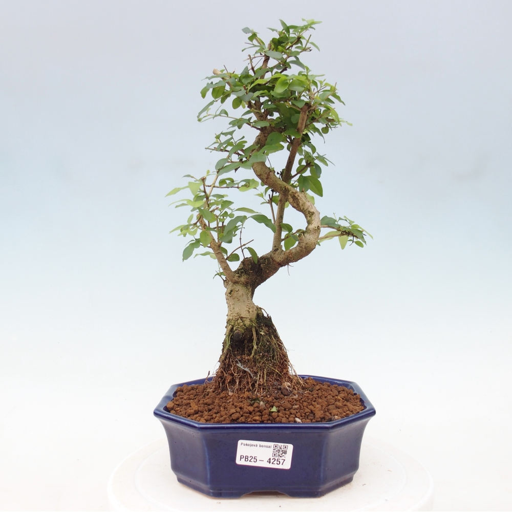 Zimmer Bonsai -Ligustrum chinensis - Vogelschnabel