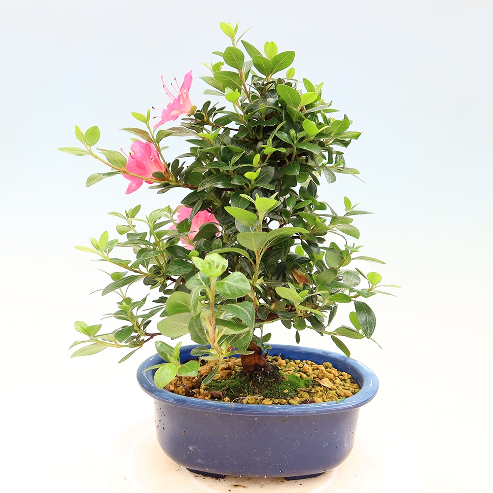 Bonsai für draußen - Japanische Azalee - Azalea Kobai