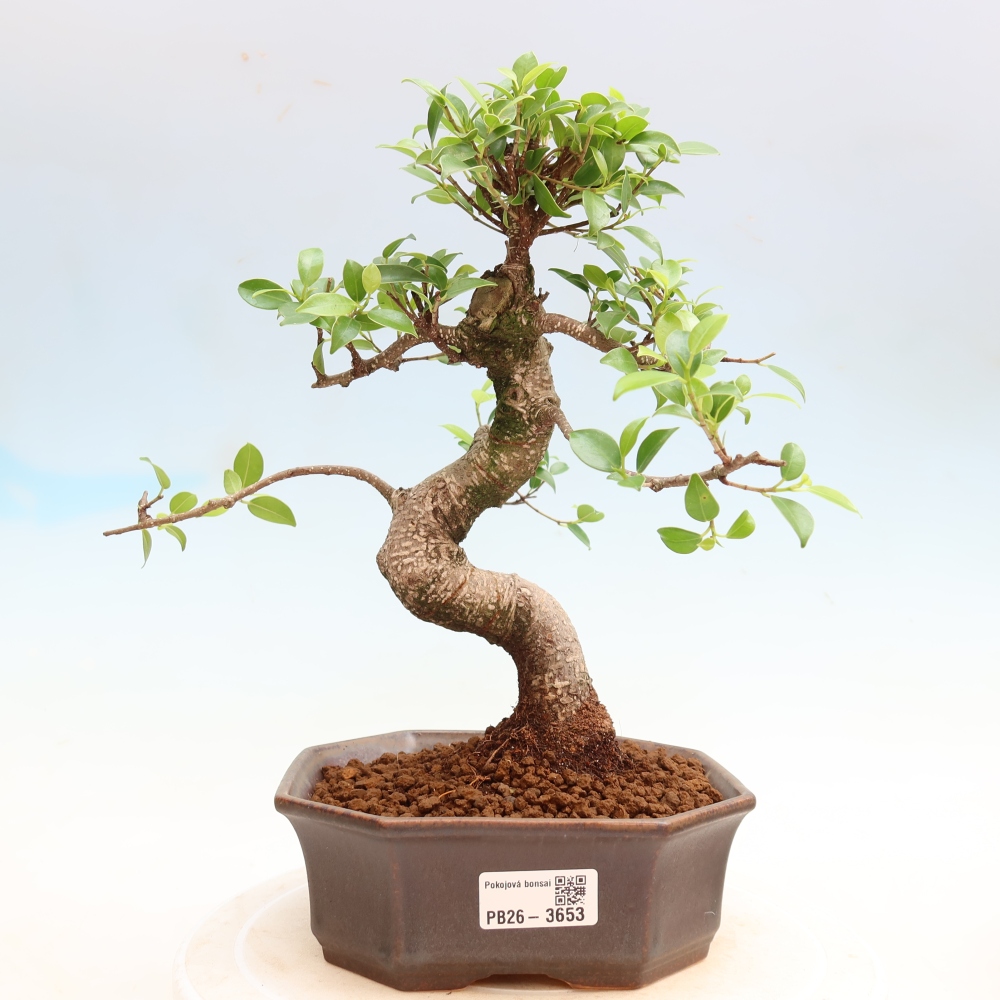 Zimmerbonsai - Ficus kimmen - Kleinblättriger Ficus