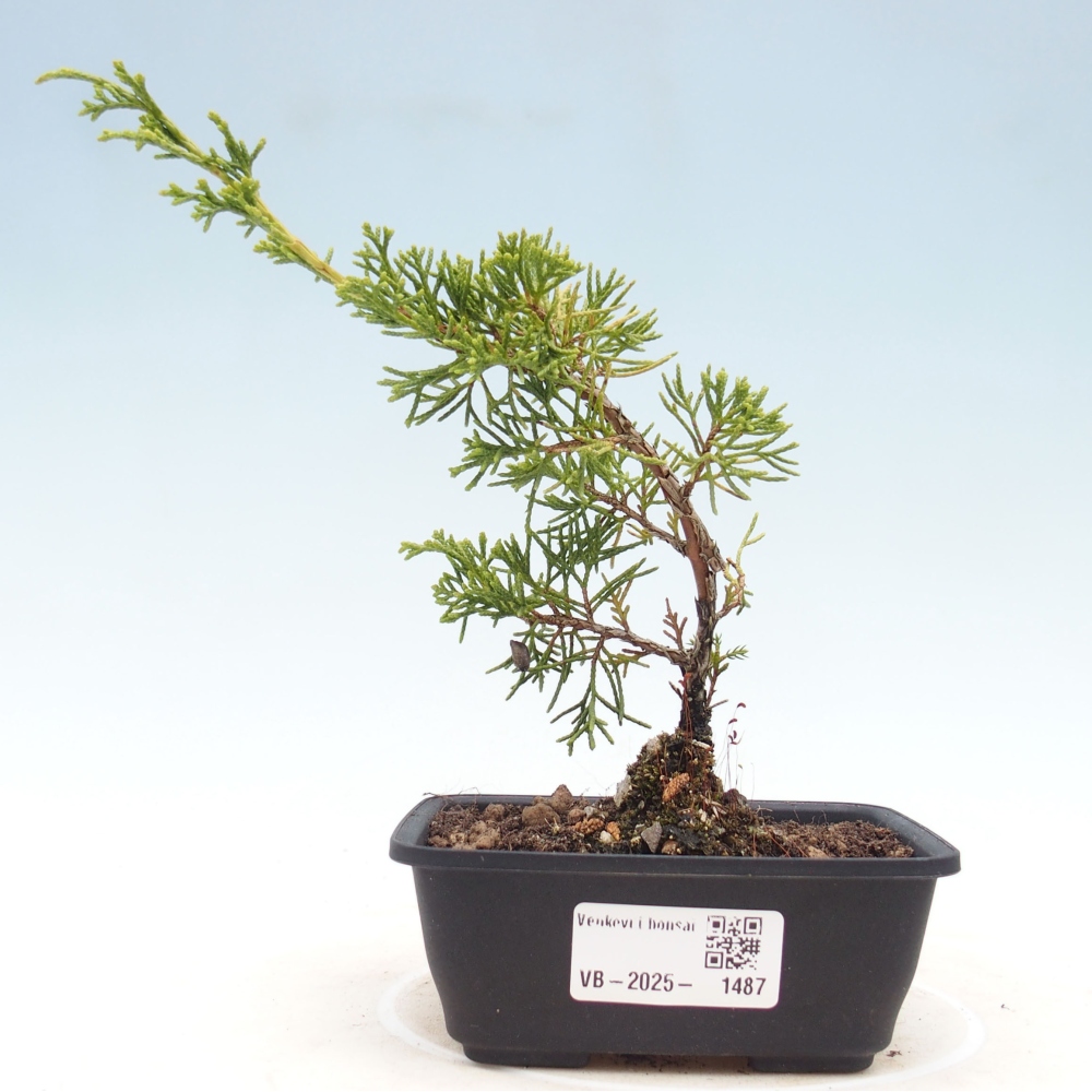 Outdoor bonsai - Juniperus chinensis Itoigawa - Chinese juniper