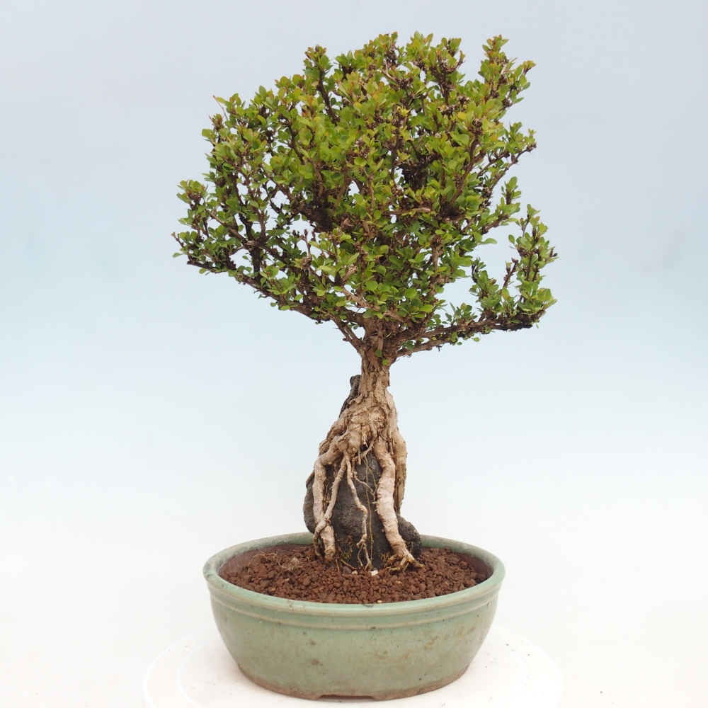 Bonsai für draußen - Berberis coreana