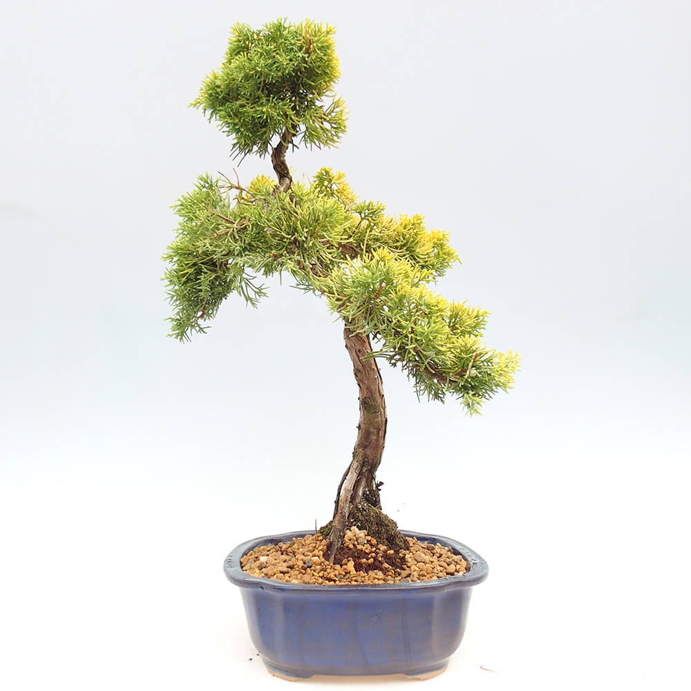 Bonsai im Freien - Juniperus chinensis plumosa aurea - Chinesischer Goldwacholder