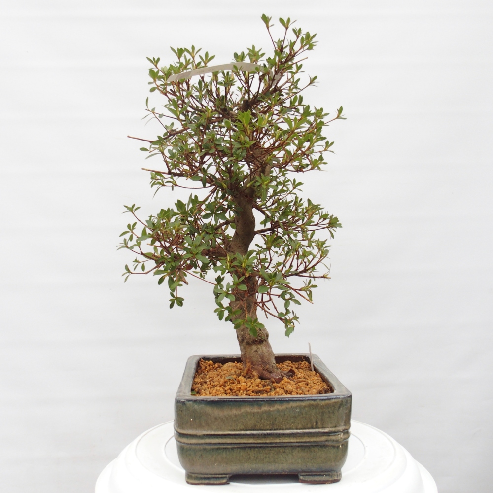 Bonsai für draußen - Japanische Azalee - Azalea Rin