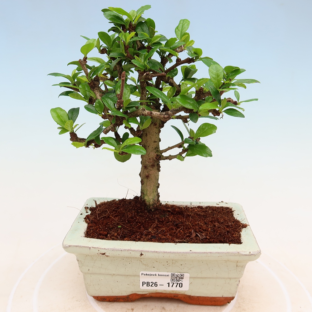 Zimmer-Bonsai - Carmona macrophylla - Tee-Fuki