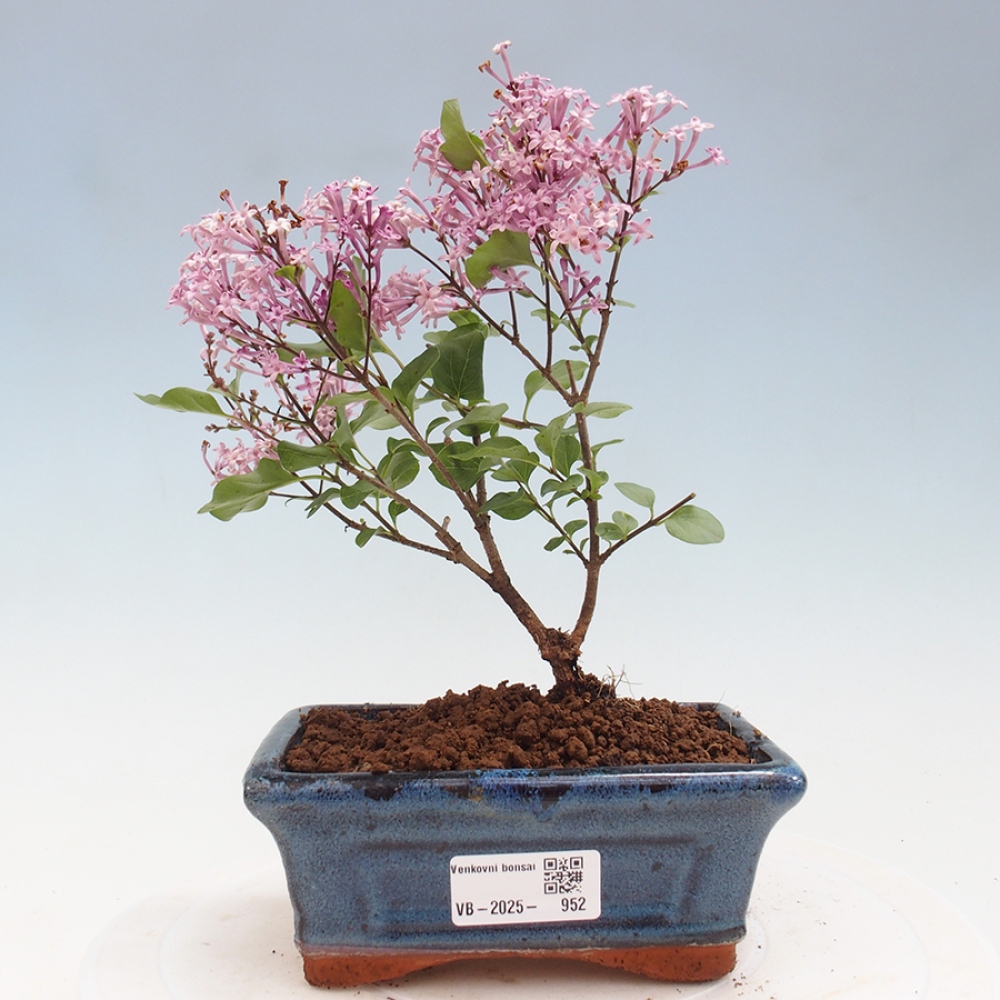 Bonsai im Freien – Syringa Meyeri Palibin – Meyers Flieder