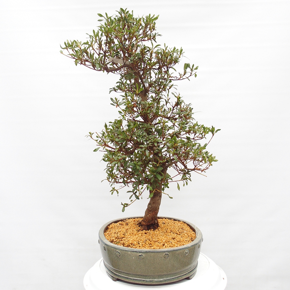 Bonsai für draußen - Japanische Azalee - Azalee CHIHIRO