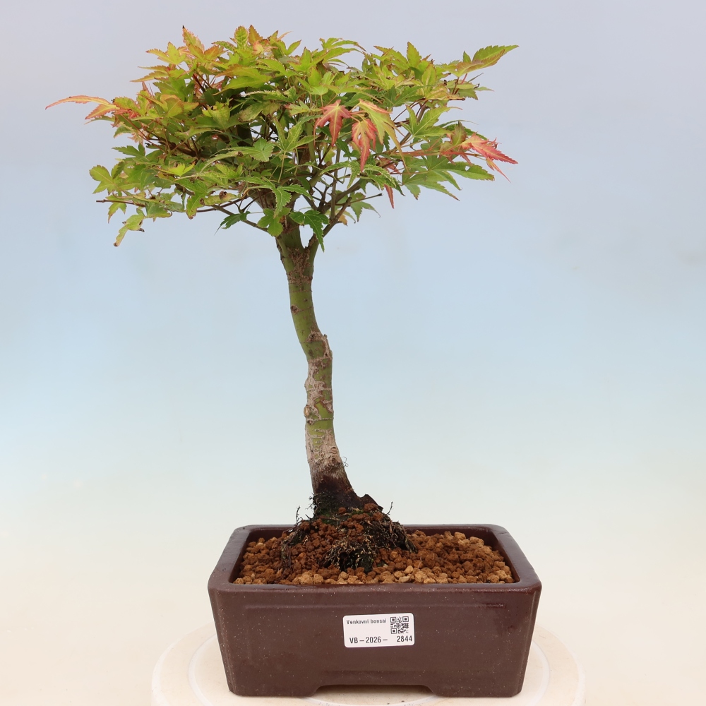 Spitzahorn - Acer palmatum Beni Tsukasa