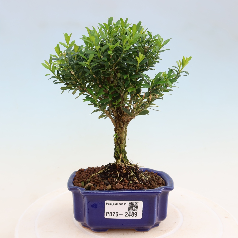 Zimmer Bonsai - Buxus harlandii - Korkbuxus