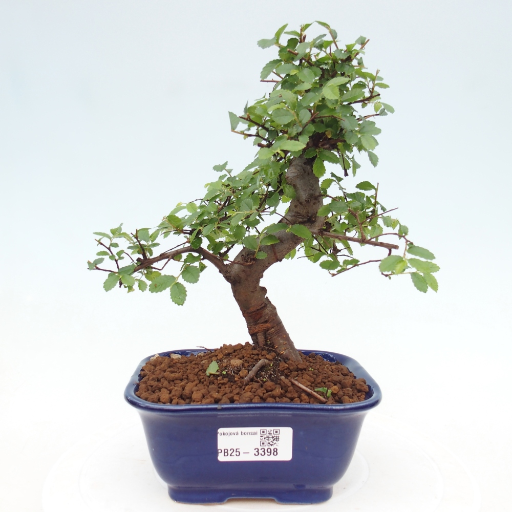Zimmerbonsai - Ulmus parvifolia - Kleinblättrige Ulme