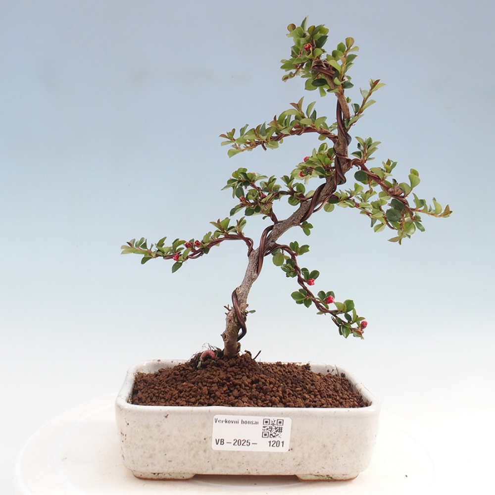 Outdoor bonsai-Cotoneaster horizontalis - Rock