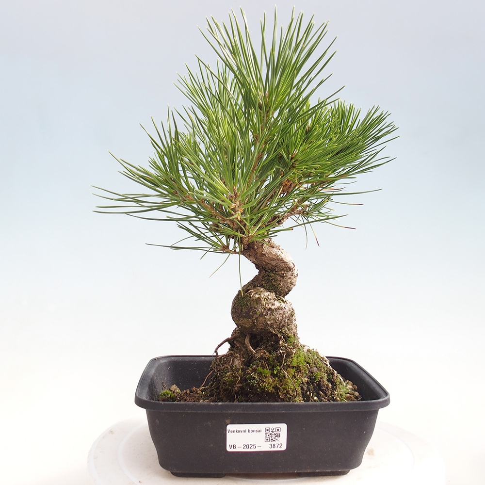 Bonsai für draußen - Pinus thunbergii - Thunberg-Kiefer