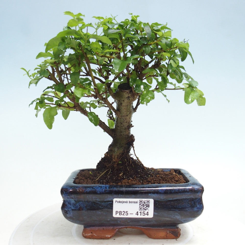 Zimmer Bonsai -Ligustrum chinensis - Vogelschnabel